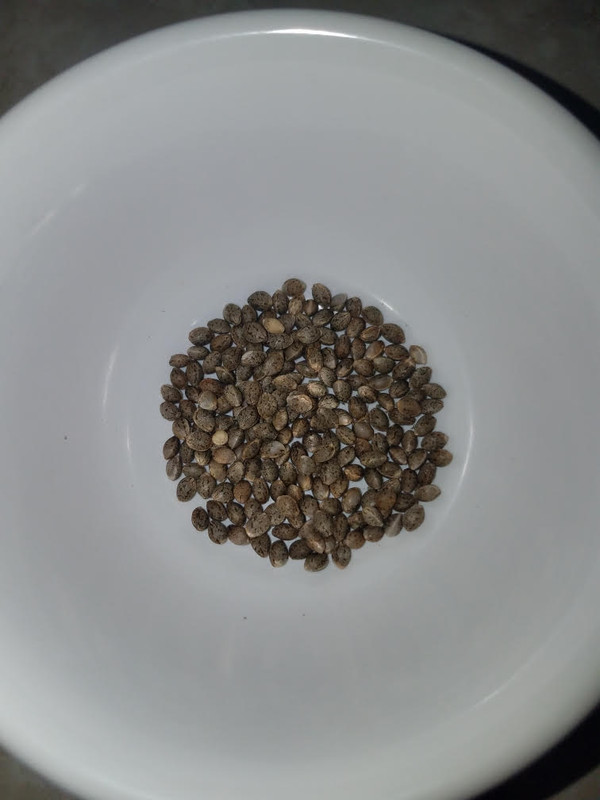 nightnurseseeds.jpg