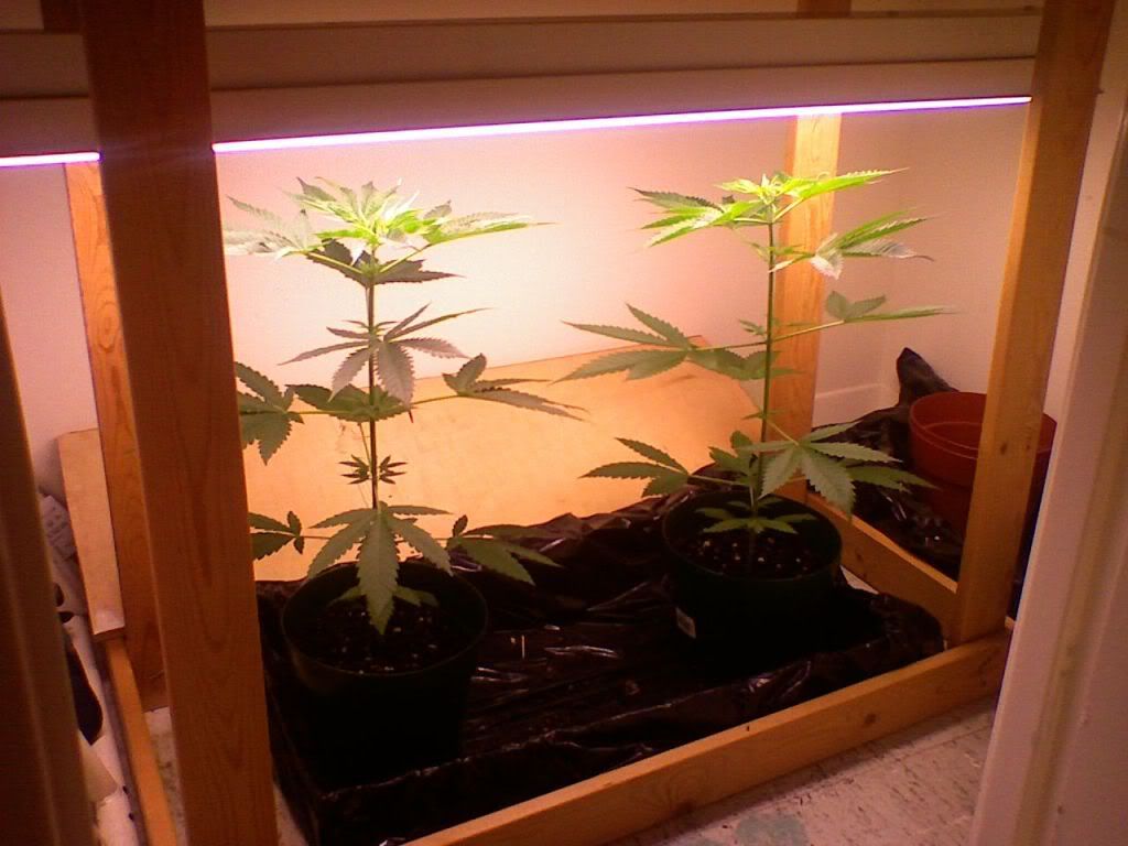 GrowRoom-April252009.jpg