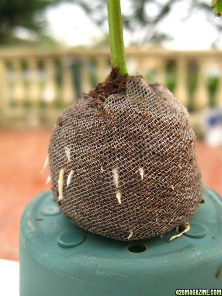 BB_CC_Clones_Sep18_046.jpg