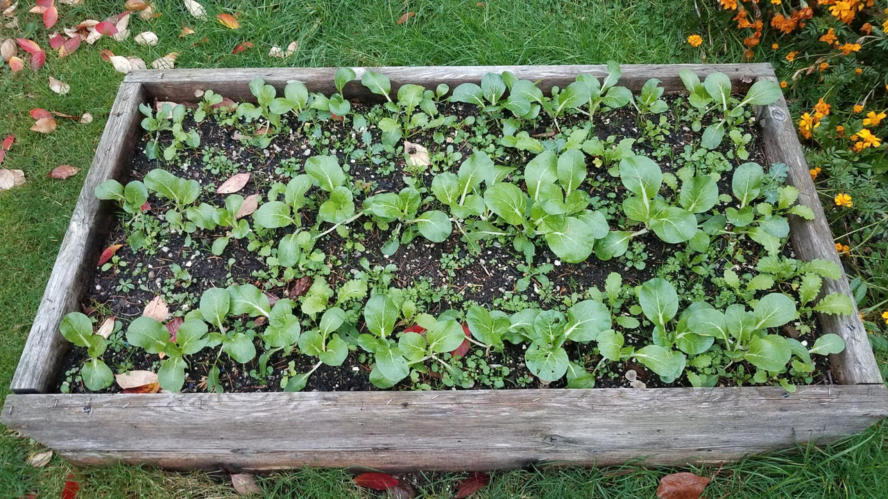 garden11202021a.jpg