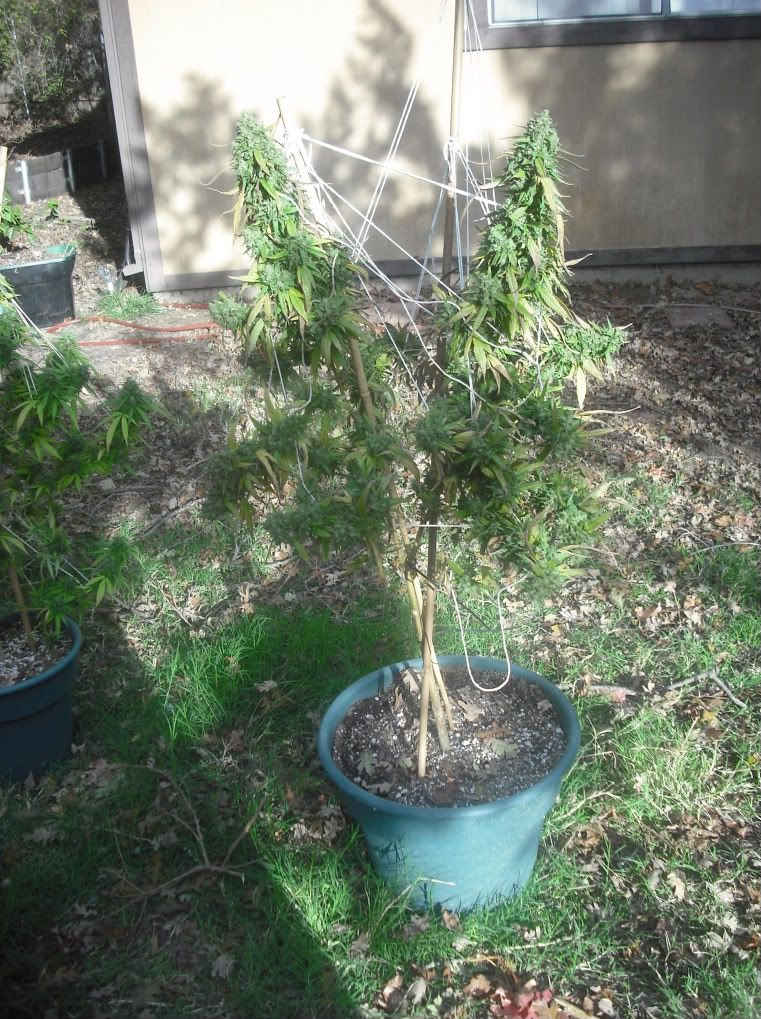buds004-1.jpg
