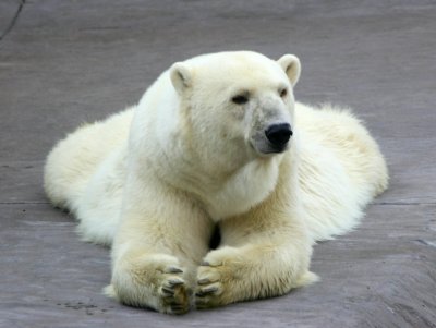 polar-bear.jpg