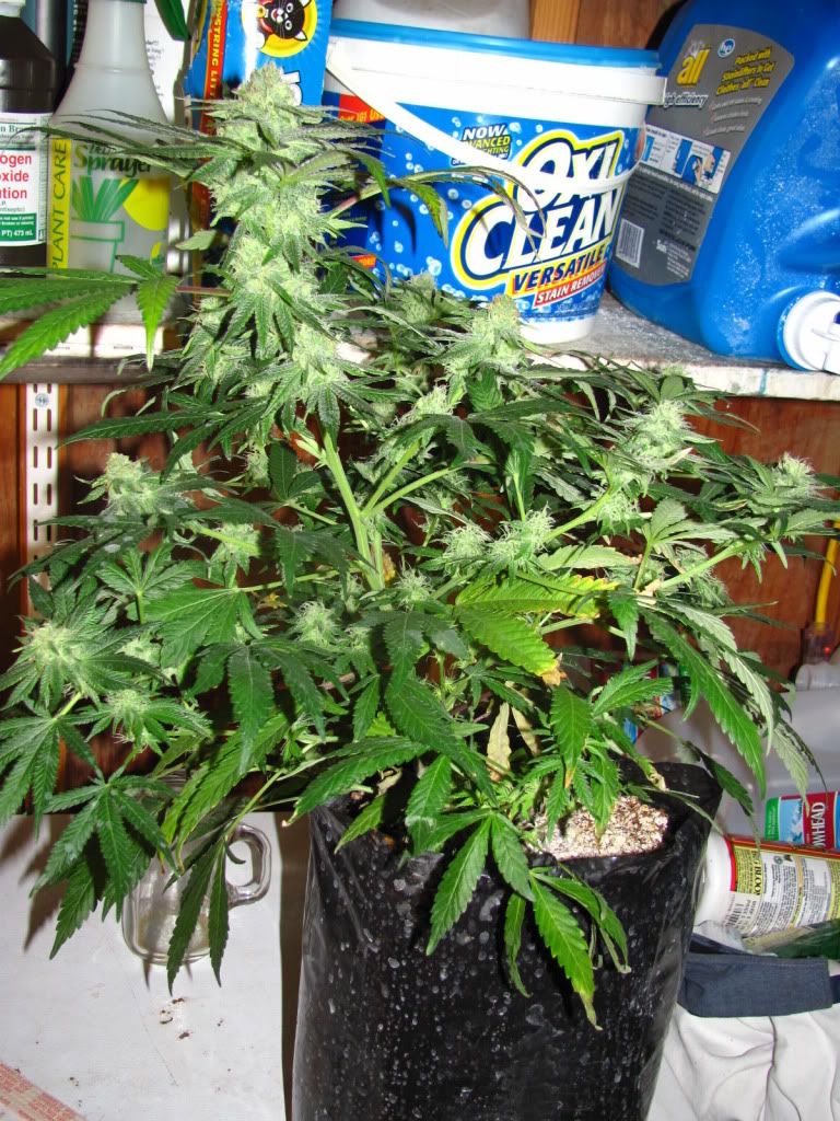 IMG_2116.jpg