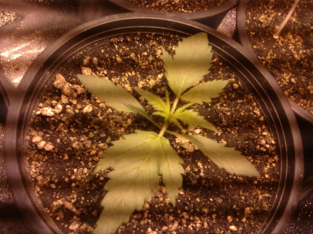 DAY11_PLANT1.jpg