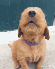 howl-growl.gif