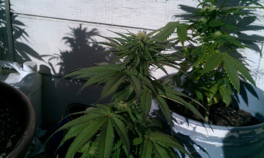 IMAG0595_zps4d20f501.jpg