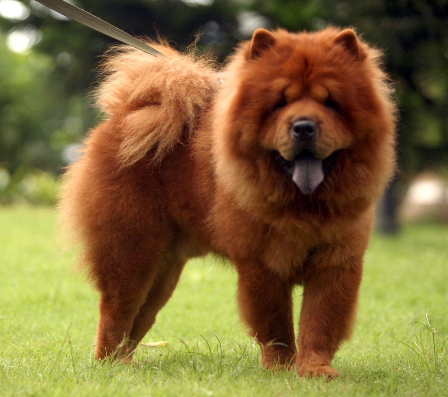 Chow+Chow4.jpg