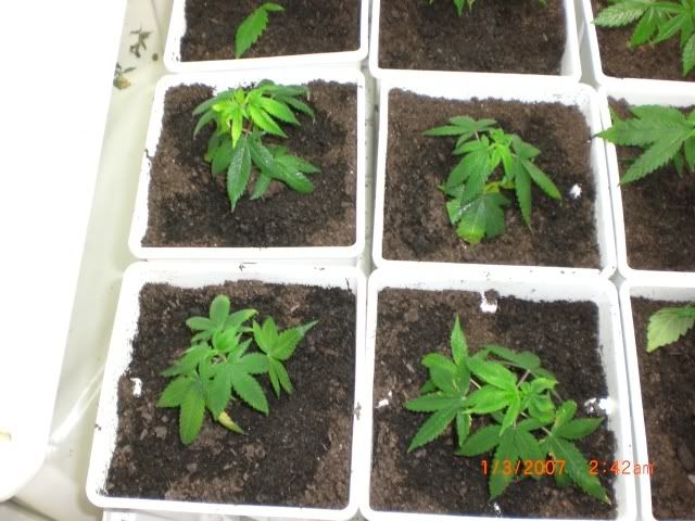 plants11.jpg