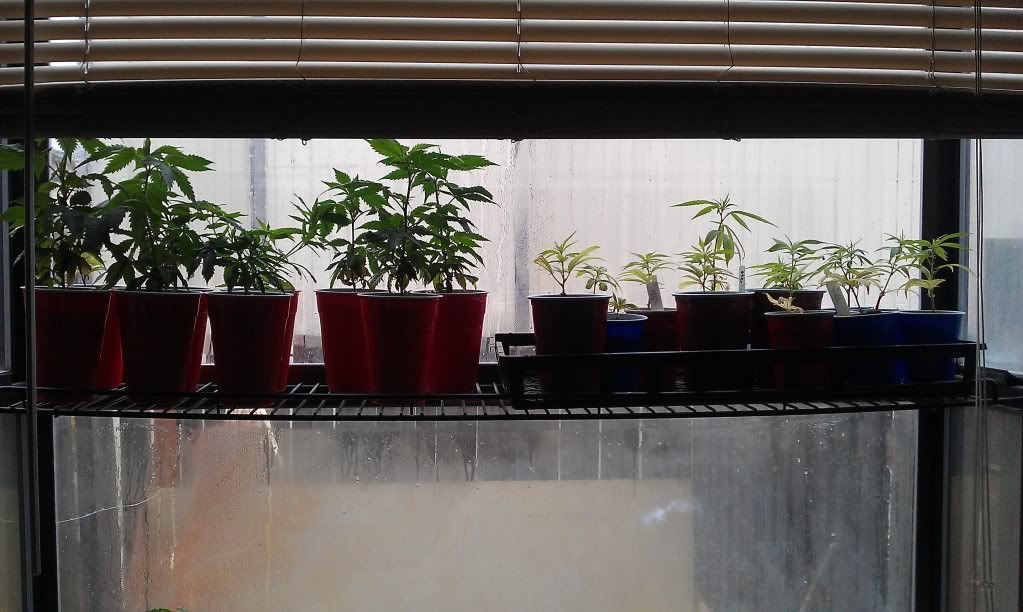 IMAG0044.jpg