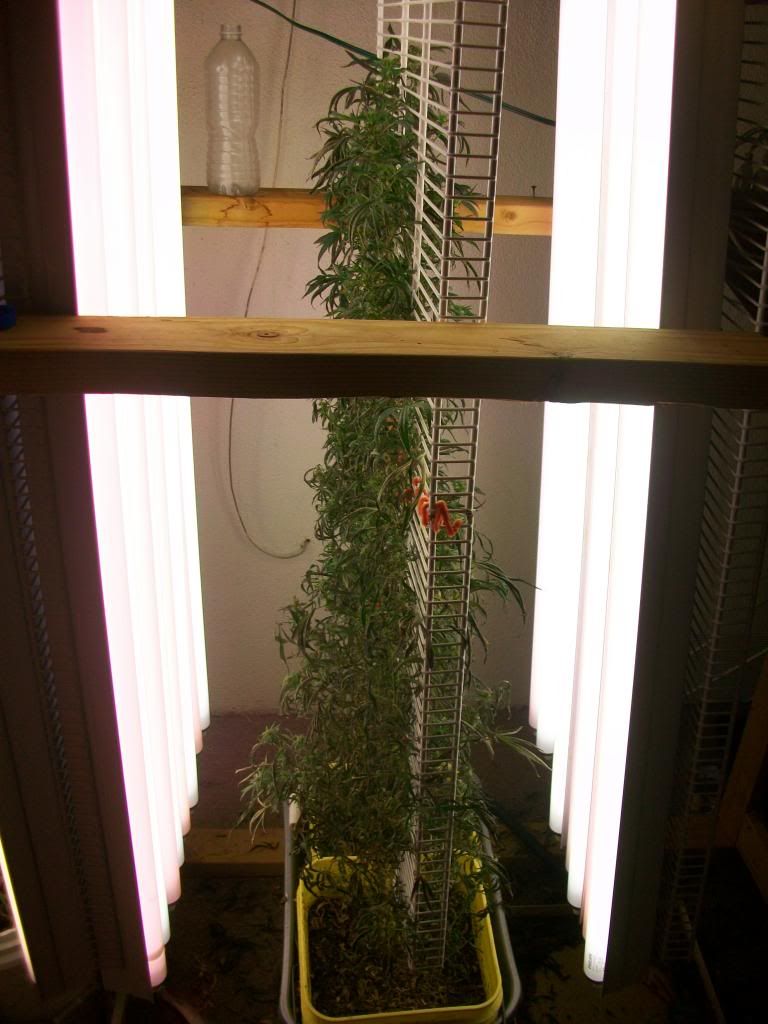 marijauna001_zps1eac4b48.jpg