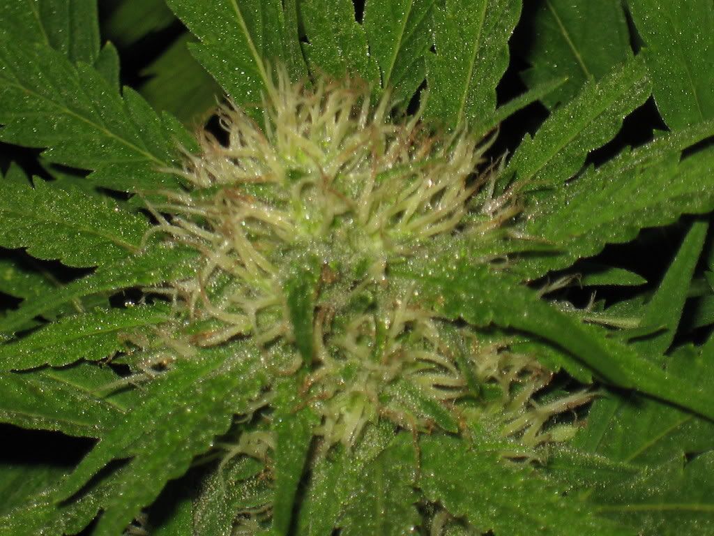 IMG_2370.jpg