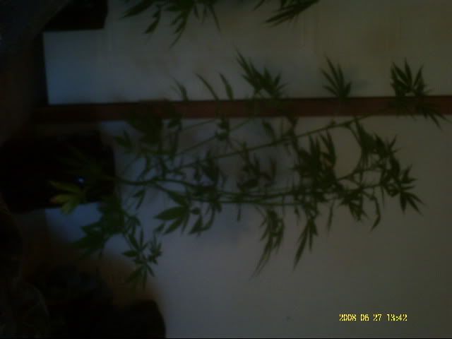 PICT0007-2.jpg