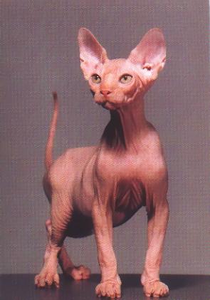hairless_cat.jpg