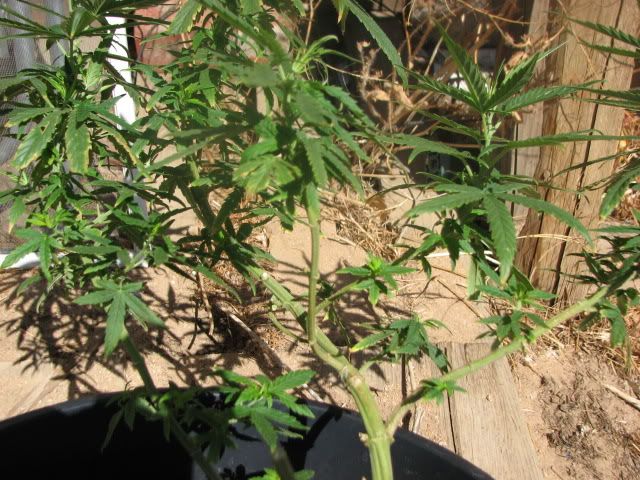 Picture010.jpg