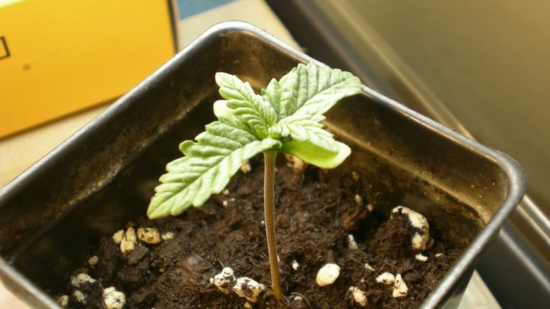 Plant2-1.jpg