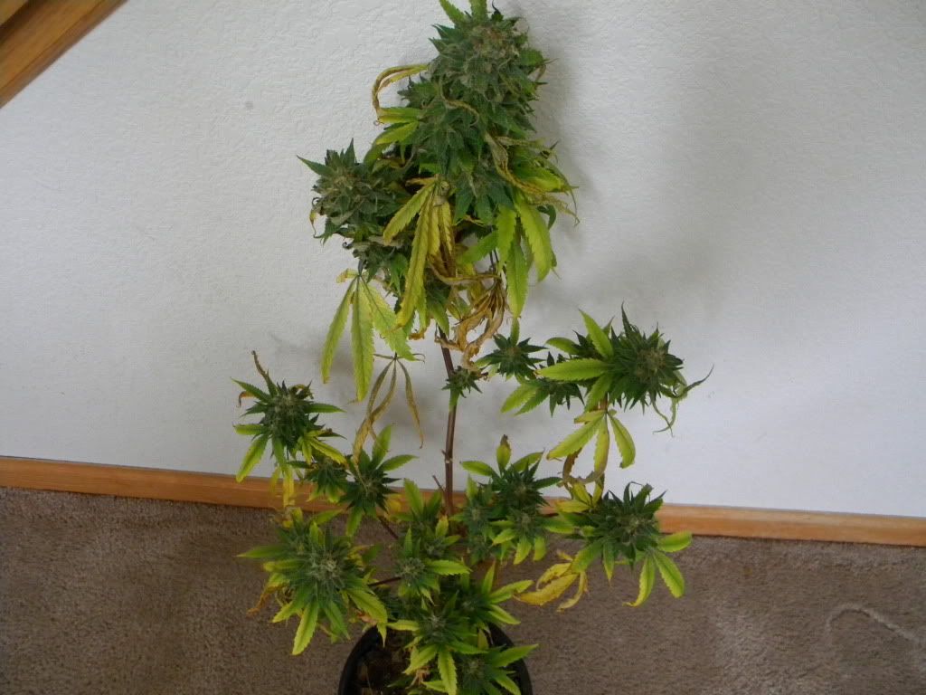 DSCN0578.jpg