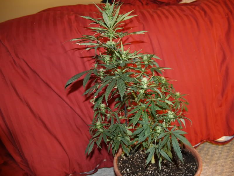 3-1-11-09side.jpg