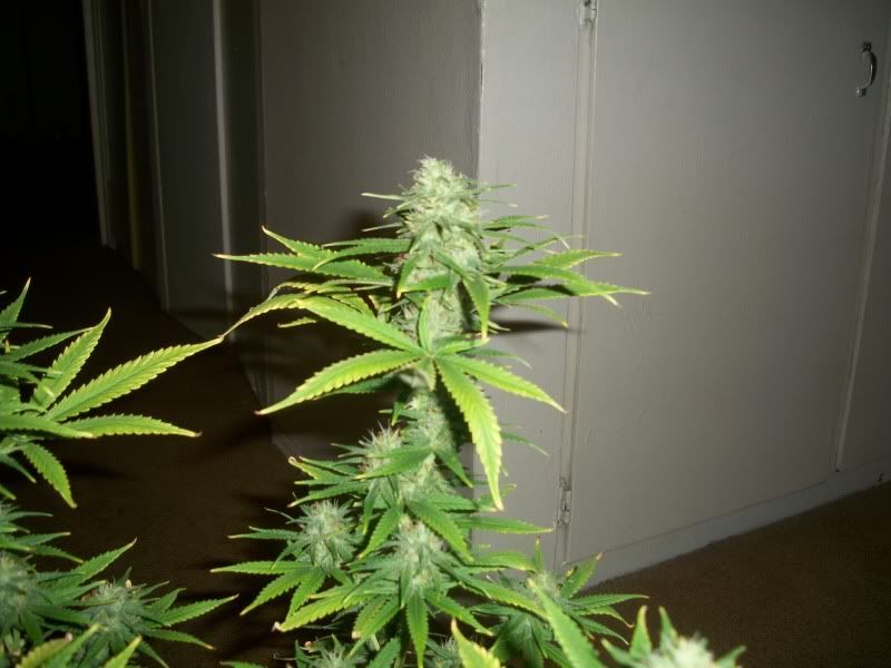100_1009.jpg