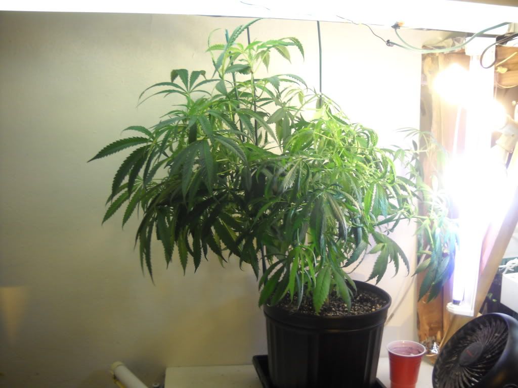 DSCN1036.jpg