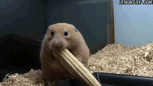 gifs_02.gif