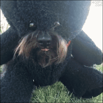 84331667.gif