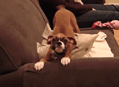 boxer-dog-wiggle-butt.gif