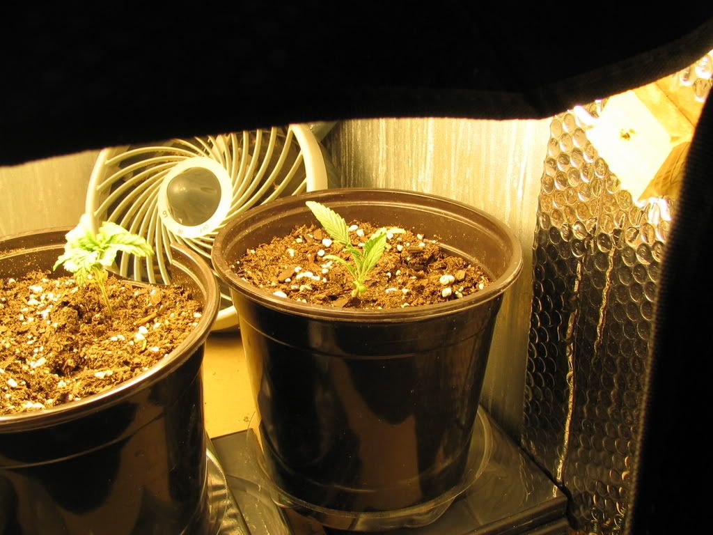 Picture009.jpg