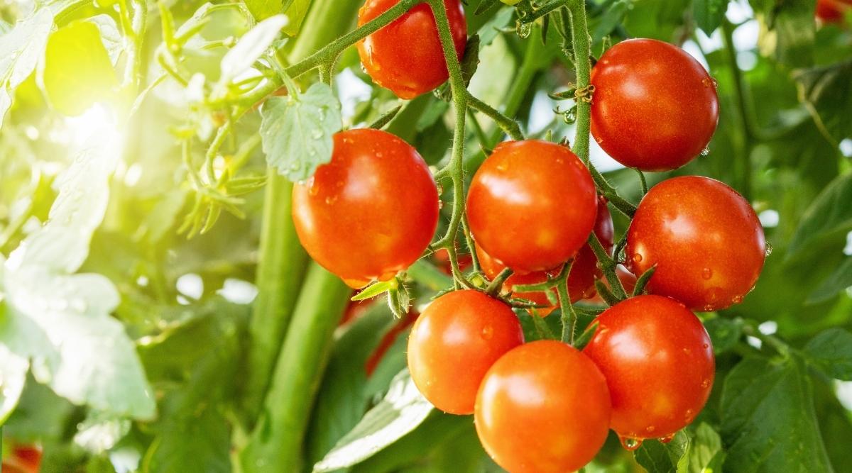 www.allaboutgardening.com
