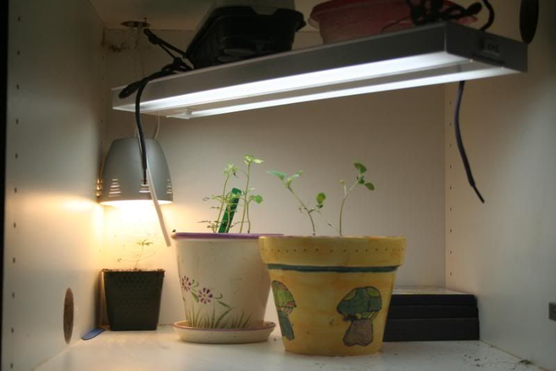 SeedlingsandClones008.jpg