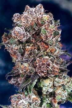 blueberry-marijuana-1.jpg