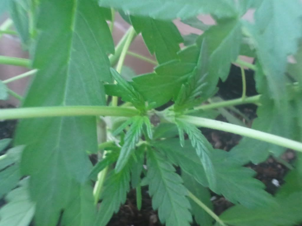 2012-05-15191359.jpg