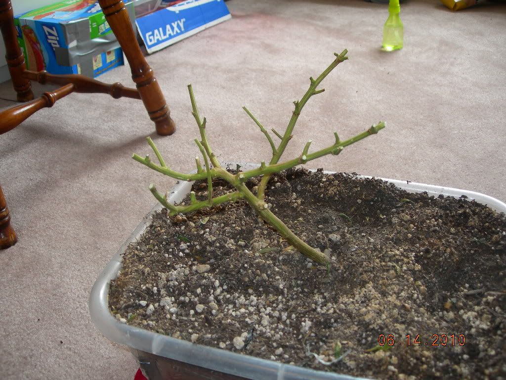 DSCN6634.jpg