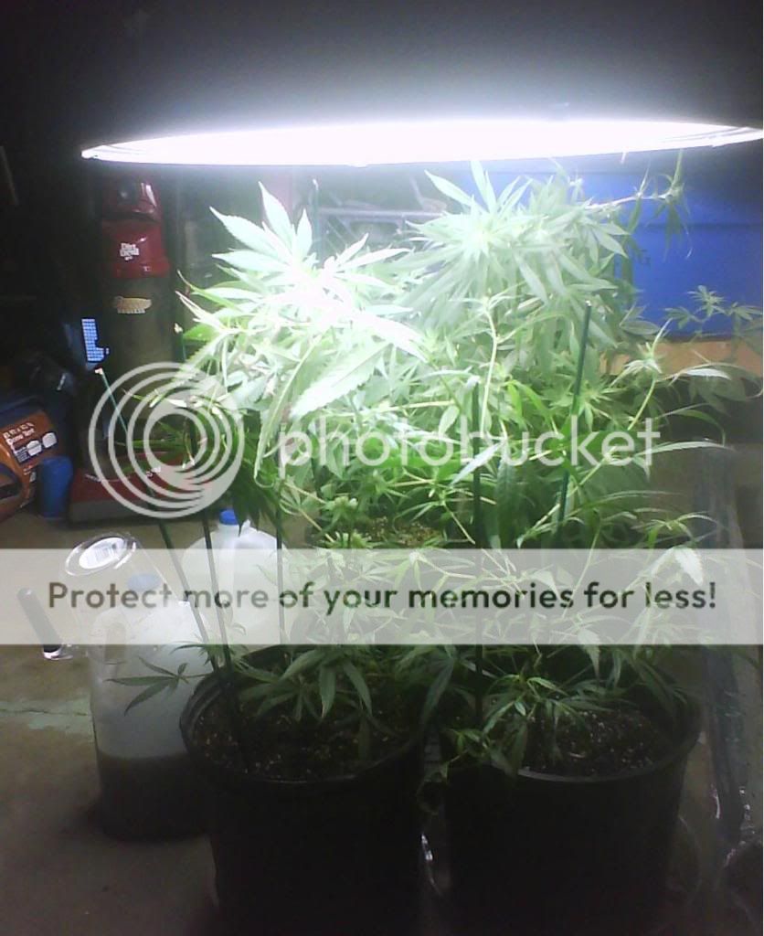 flowering.jpg