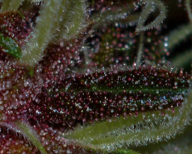 2266blackberry-pie.jpg