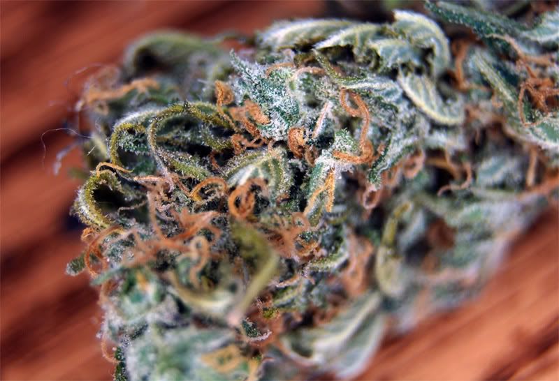 alphadawg_macro.jpg