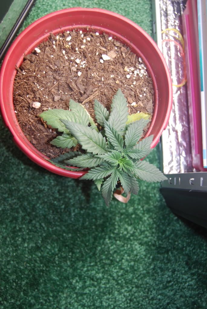 weed27002.jpg
