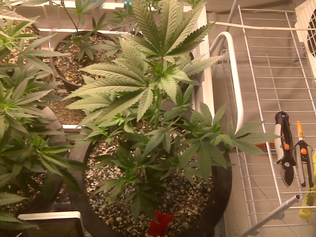 IMG00651.jpg