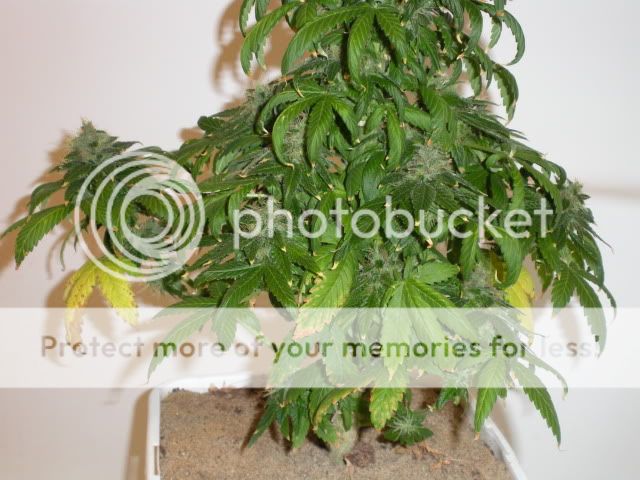 DSCN1287.jpg