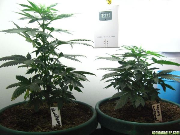 BB_CC_Grow_Update_Sep_13_062.jpg