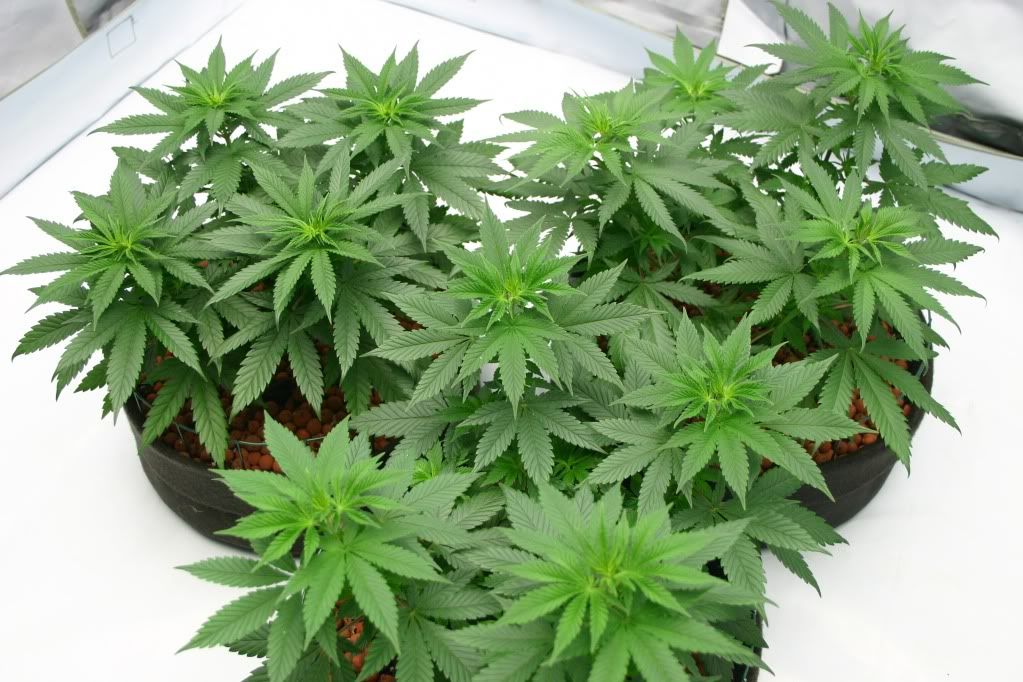 preflower3.jpg