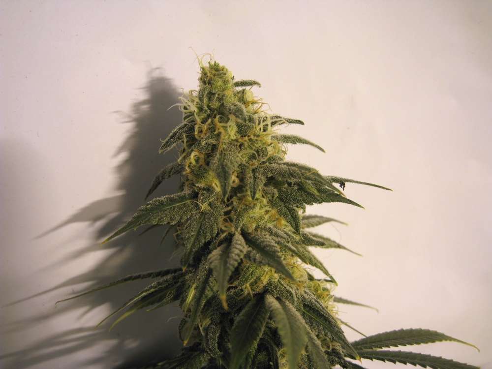 img1748ec1.jpg