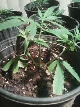 weed2.jpg
