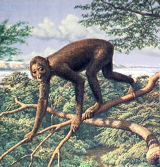 proconsul_matternes.jpg