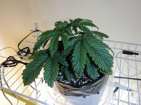 anim_52d27098-ebac-4094-4d04-b9bf364c7a96.gif