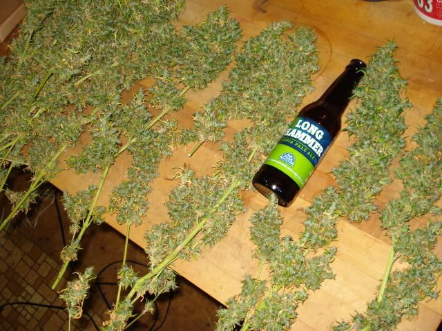 TSSLifeofPlant002.jpg