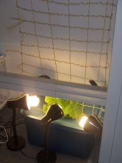 cuke10008.jpg