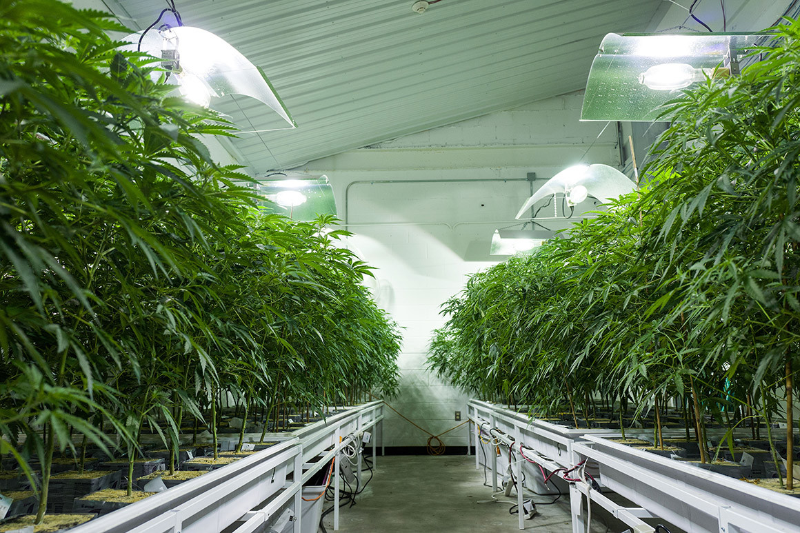 Medical marijuana grown in New Jersey