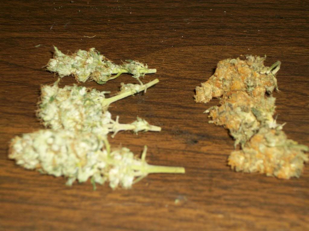 Harvest4Dry7.jpg