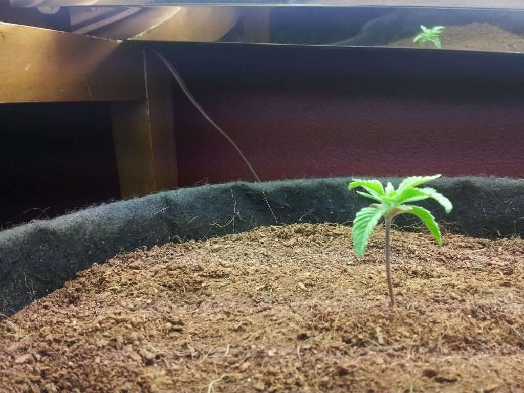Axilla2weeks3days.jpg