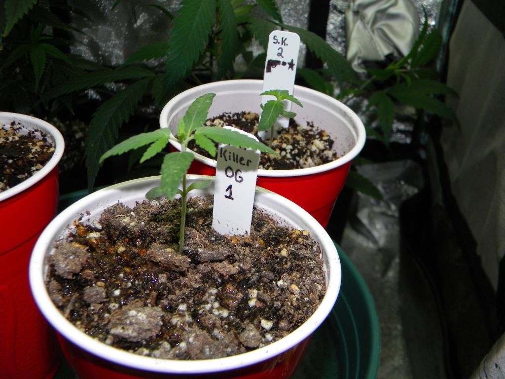 DSCN3709.jpg